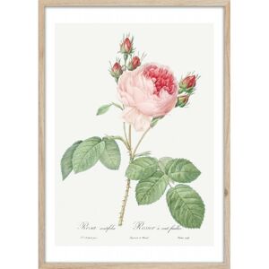 Hector Obraz Pink Rose 50x70 cm